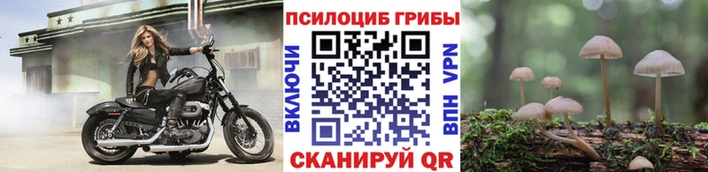 продажа наркотиков  Шацк  Псилоцибиновые грибы Magic Shrooms 